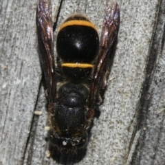 Paralastor sp. (genus) (Potter Wasp) at Charleys Forest, NSW - 6 Jan 2024 by arjay