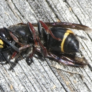 Paralastor sp. (genus) at QPRC LGA - suppressed