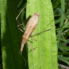 Sastrapada australica (An assassin bug) at Charleys Forest, NSW - 5 Jan 2024 by arjay