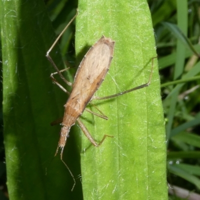 Sastrapada australica (An assassin bug) at QPRC LGA - 5 Jan 2024 by arjay