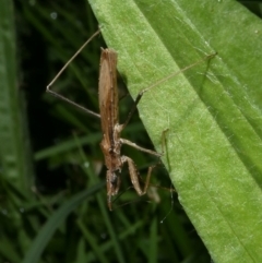 Sastrapada australica at QPRC LGA - suppressed