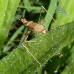 Sastrapada australica at QPRC LGA - suppressed