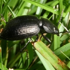 Adelium sp. (genus) (Adelium darkling beetle) at Charleys Forest, NSW - 5 Jan 2024 by arjay