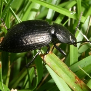 Adelium sp. (genus) at QPRC LGA - suppressed