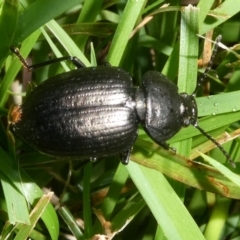 Adelium sp. (genus) at QPRC LGA - suppressed