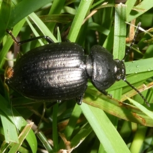 Adelium sp. (genus) at QPRC LGA - suppressed