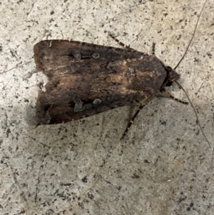 Agrotis infusa at Canberra, ACT - 10 Jan 2024