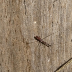 Emesinae sp. (sub-family) (A thread-legged bug) at Mongarlowe River - 5 Jan 2024 by arjay