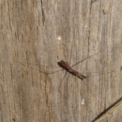 Emesinae sp. (sub-family) (A thread-legged bug) at Charleys Forest, NSW - 5 Jan 2024 by arjay