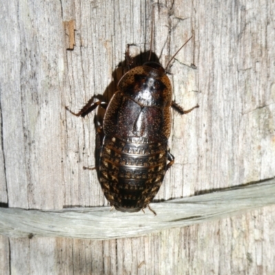 Molytria perplexa (Bark Cockroach) at Charleys Forest, NSW - 5 Jan 2024 by arjay