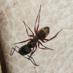 Camponotus suffusus (Golden-tailed sugar ant) at Charleys Forest, NSW - 31 Dec 2023 by arjay