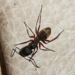 Camponotus suffusus at QPRC LGA - 31 Dec 2023