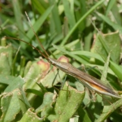 Mutusca brevicornis (A broad-headed bug) at Charleys Forest, NSW - 30 Dec 2023 by arjay