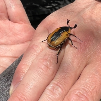 Chondropyga dorsalis (Cowboy beetle) at Hackett, ACT - 10 Jan 2024 by Fefifofum