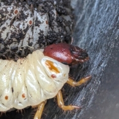 Adoryphorus coulonii (Redheaded pasture cockchafer) at Page, ACT - 10 Jan 2024 by CattleDog