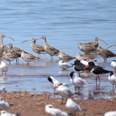 Numenius madagascariensis (Eastern Curlew) at Cleveland, QLD - 20 Sep 2023 by TimL