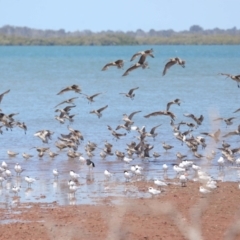 Numenius madagascariensis at Cleveland, QLD - 20 Sep 2023