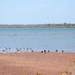 Numenius madagascariensis at Cleveland, QLD - 20 Sep 2023 12:04 PM