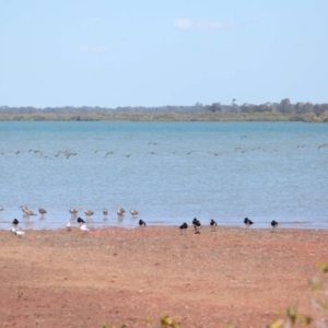 Numenius madagascariensis at Cleveland, QLD - 20 Sep 2023 12:04 PM