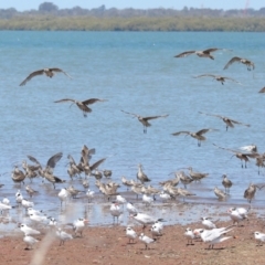 Numenius madagascariensis at Cleveland, QLD - 20 Sep 2023 12:04 PM