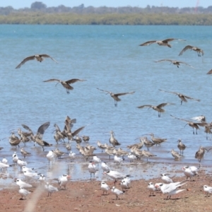 Numenius madagascariensis at Cleveland, QLD - 20 Sep 2023