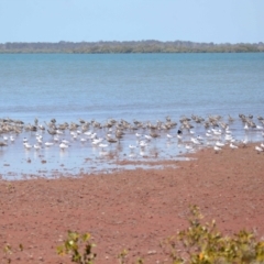 Numenius madagascariensis at Cleveland, QLD - 20 Sep 2023 12:04 PM