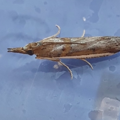 Etiella behrii (Lucerne Seed Web Moth) at Rugosa - 10 Jan 2024 by SenexRugosus