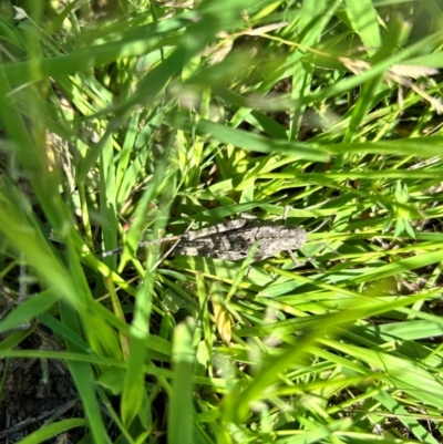 Acrididae sp. (family) (Unidentified Grasshopper) at Hall, ACT - 10 Jan 2024 by leith7