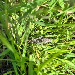 Unidentified Grasshopper (several families) at Hall, ACT - 9 Jan 2024 by leith7