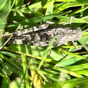 Acrididae sp. (family) at Hall, ACT - 10 Jan 2024