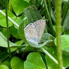 Zizina otis (Common Grass-Blue) at Aranda, ACT - 10 Jan 2024 by KMcCue