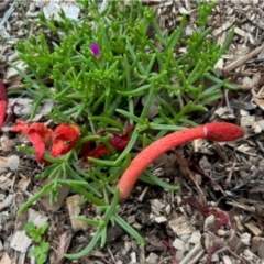 Phallus rubicundus (Phallus rubicundus) at Aranda, ACT - 10 Jan 2024 by KMcCue