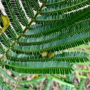 Austroacacidiplosis botrycephalae at Aranda, ACT - 10 Jan 2024