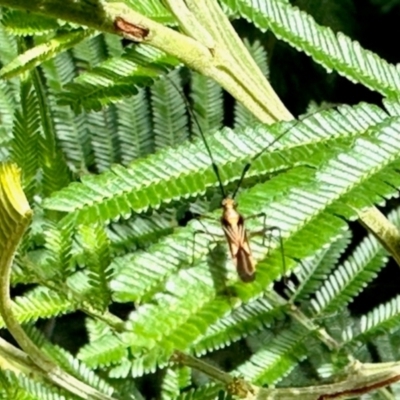 Rayieria acaciae (Acacia-spotting bug) at Aranda, ACT - 9 Jan 2024 by KMcCue