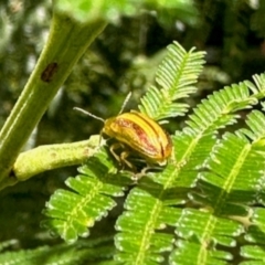 Calomela juncta (Leaf beetle) at Aranda, ACT - 9 Jan 2024 by KMcCue