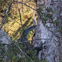 Varanus varius at Burrinjuck, NSW - 10 Jan 2024