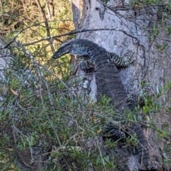 Varanus varius at Burrinjuck, NSW - 10 Jan 2024