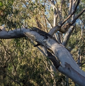 Varanus varius at Burrinjuck, NSW - 10 Jan 2024