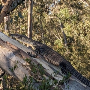 Varanus varius at Burrinjuck, NSW - 10 Jan 2024