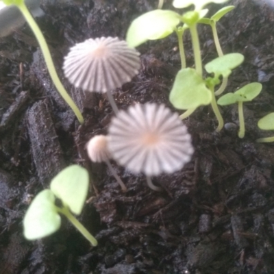 Coprinellus etc. (An Inkcap) at Cooma, NSW - 9 Jan 2024 by mahargiani