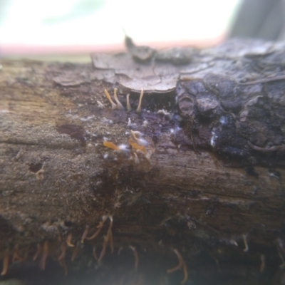 Unidentified Clubs/stalks on wood or on leaf/twig litter at Cooma, NSW - 10 Jan 2024 by mahargiani