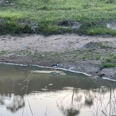 Vanellus miles (Masked Lapwing) at Denman Prospect, ACT - 10 Jan 2024 by JimL