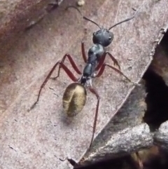 Camponotus suffusus (Golden-tailed sugar ant) at Charleys Forest, NSW - 26 Apr 2009 by arjay