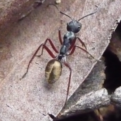 Camponotus suffusus (Golden-tailed sugar ant) at Mongarlowe River - 26 Apr 2009 by arjay