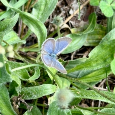 Zizina otis (Common Grass-Blue) at Aranda, ACT - 10 Jan 2024 by KMcCue