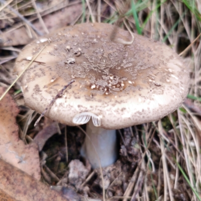 Amanita sp. (Amanita sp.) at QPRC LGA - 10 Jan 2024 by Csteele4