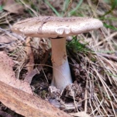 Amanita sp. at QPRC LGA - 10 Jan 2024 07:55 PM