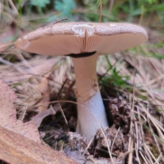 Amanita sp. at QPRC LGA - 10 Jan 2024