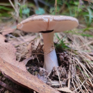 Amanita sp. at QPRC LGA - 10 Jan 2024