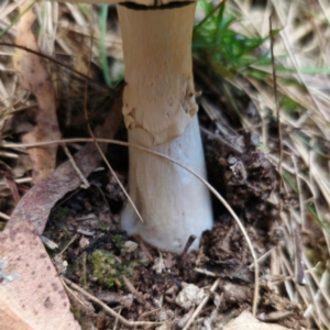 Amanita sp. at QPRC LGA - 10 Jan 2024